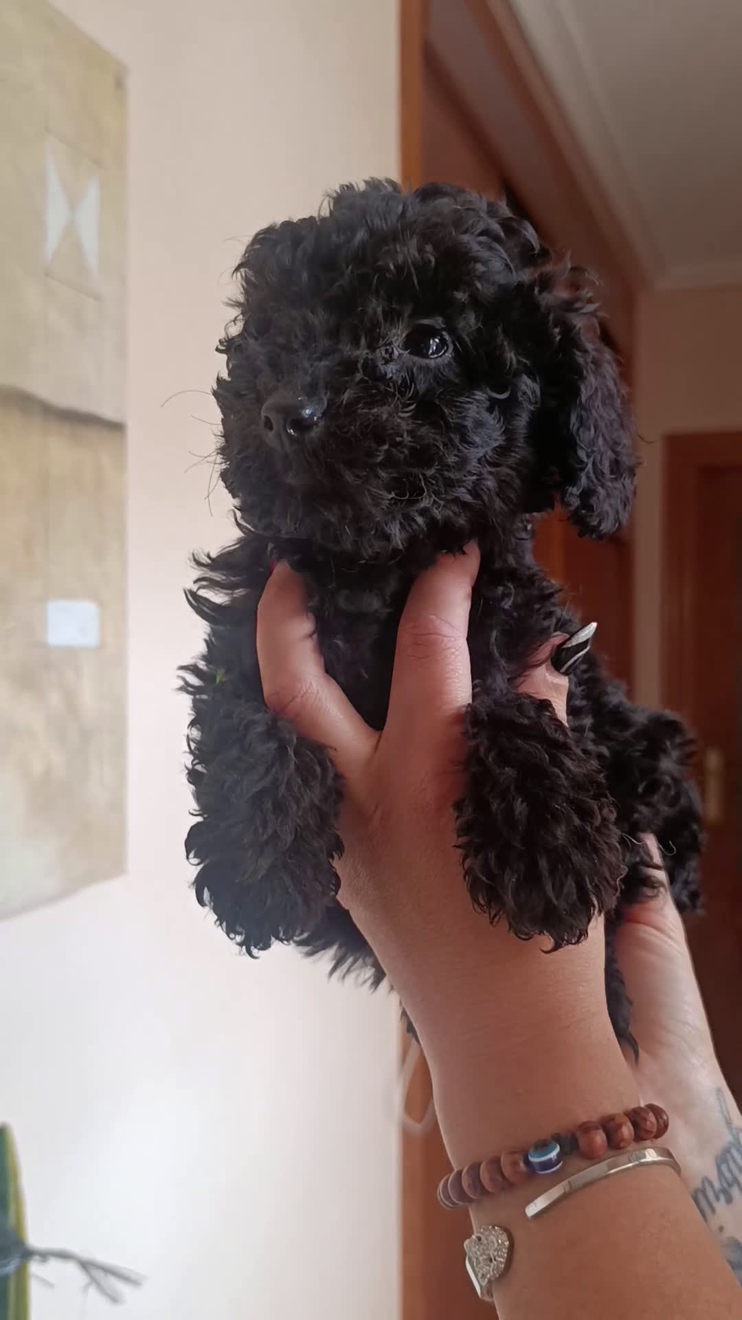 Caniche Toy perros en venta: CANICHES EXCLUSIVOS - Video 1