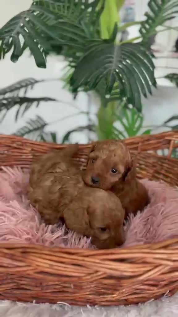 Caniche Toy perros en venta: CANICHE TOY HEMBRA - Video 1