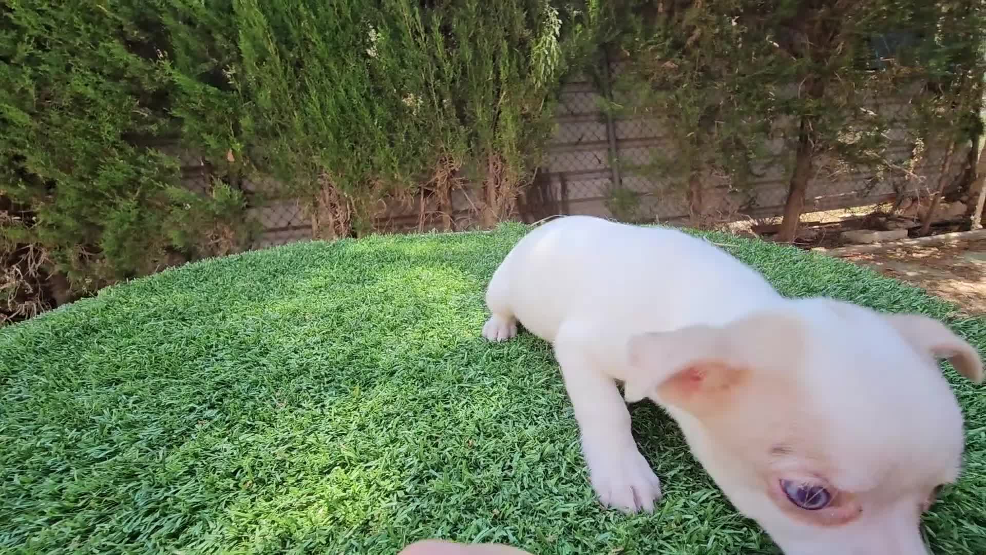 Chihuahua perros en venta: Bonito chihuahua mini - Video 1