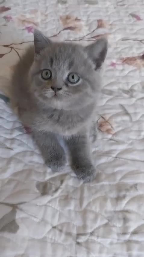 Británico de Pelo Corto Azul gatos en venta: British Blue  - Video 1