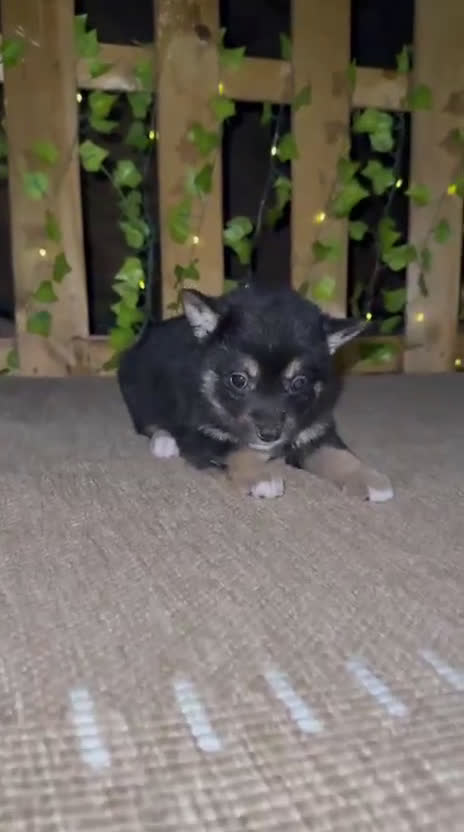 Shiba Inu perros en venta: Shiba Inu espectaculares  - Video 3