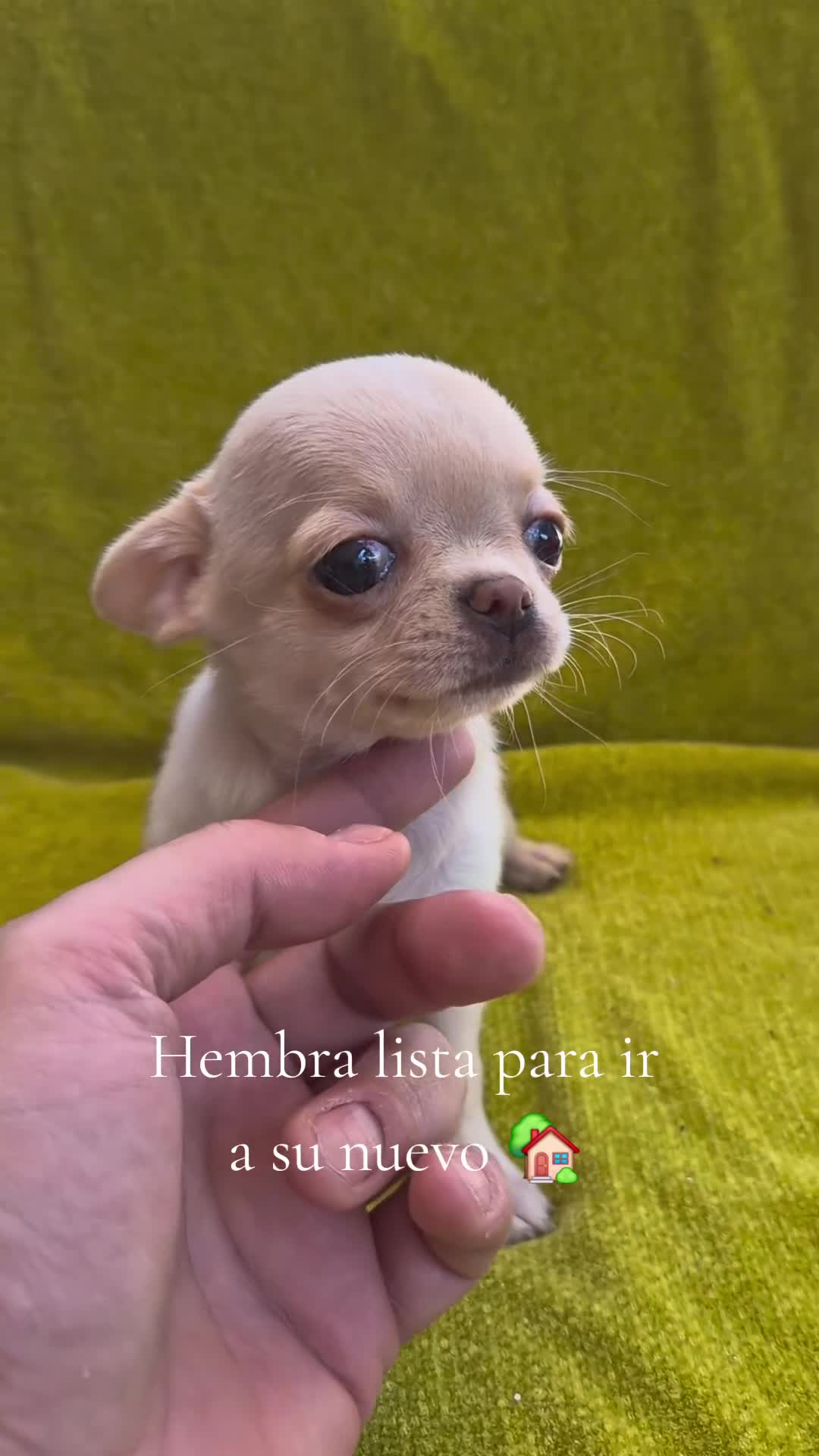 Chihuahua perros en venta: Hembra chihuahua  - Video 1