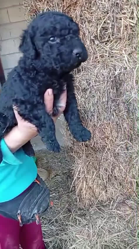 Perro de Agua Español perros en venta: Perros de agua  - Video 2