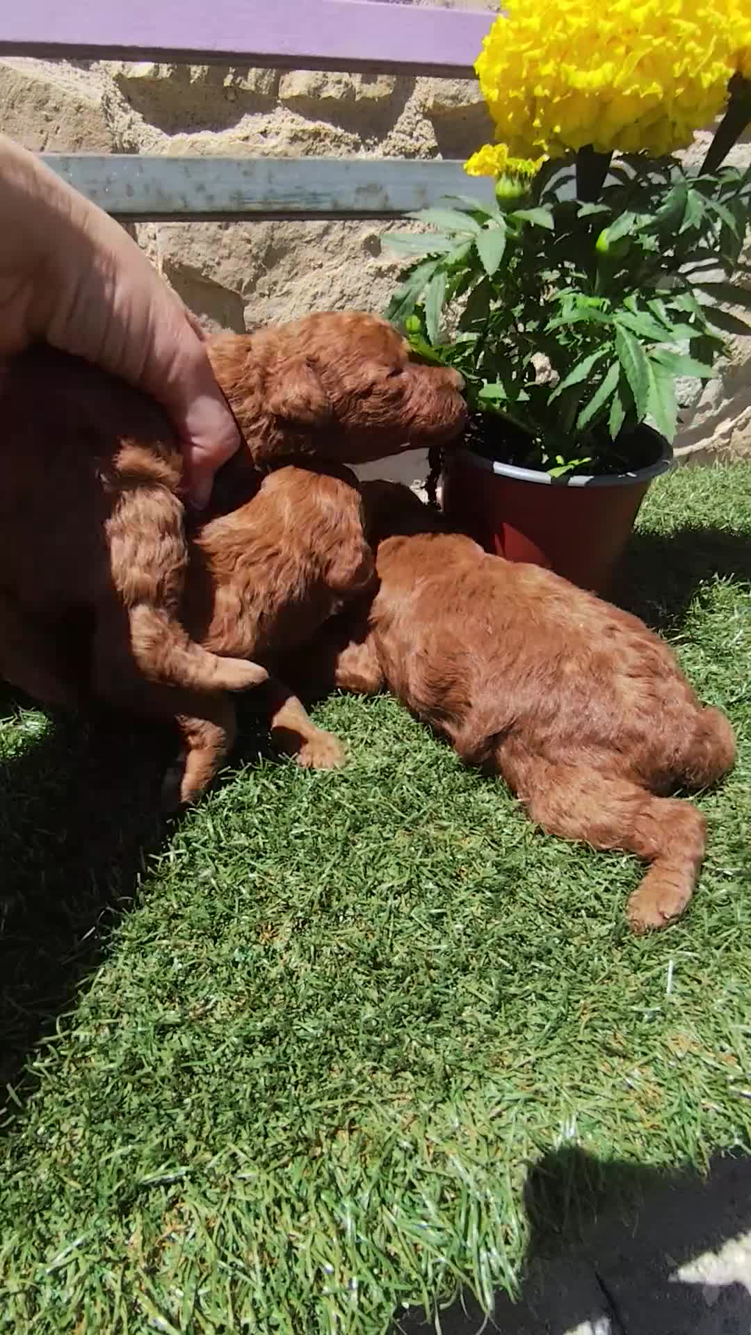 Caniche Toy perros en venta: Caniche toy rojo PraoToro  en Segovia - Video 1