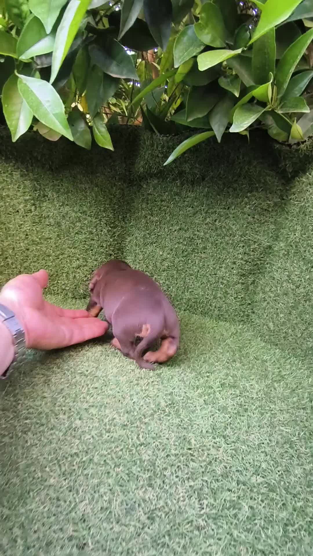 Teckel perros en venta: camada teckel arlequín chocolates  - Video 1