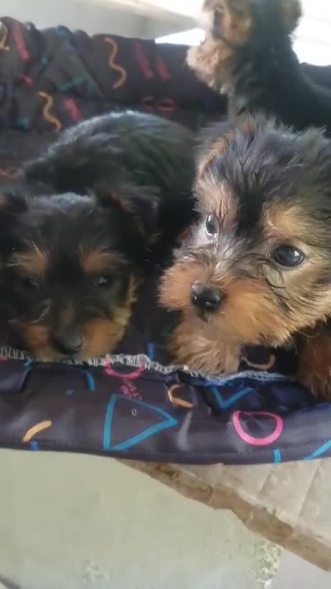 Yorkshire Terrier perros en venta: Yorkshire terrier toy - Video 1