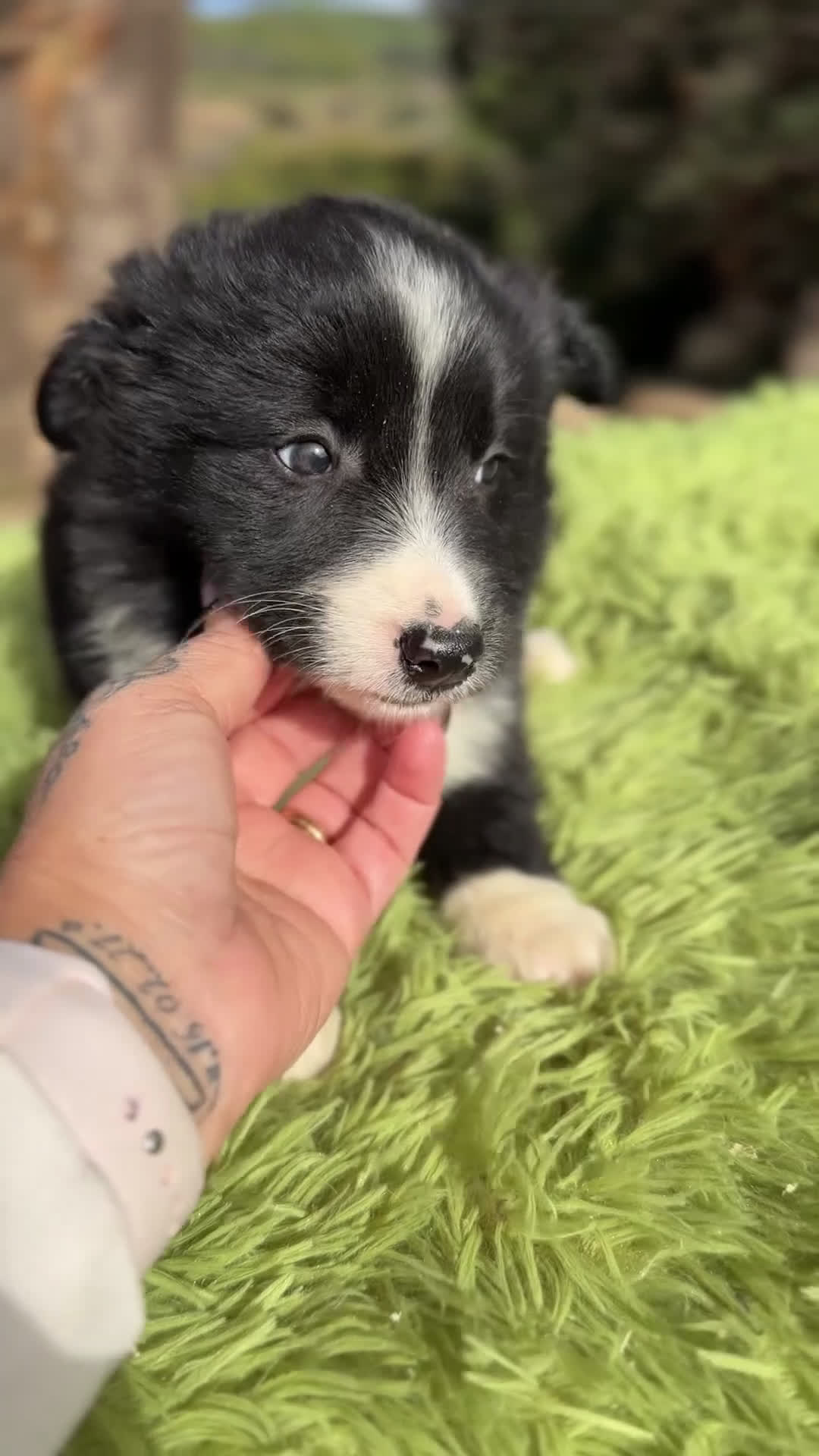 Border Collie perros en venta: Border macho - Video 1