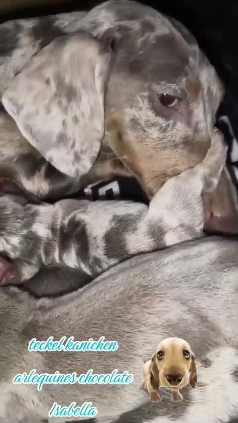 Teckel Miniatura perros en venta: Teckel miniatura  - Video 1
