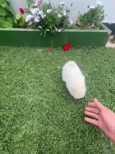 Pomerania perros en venta: Pomerania hembra - Video 1