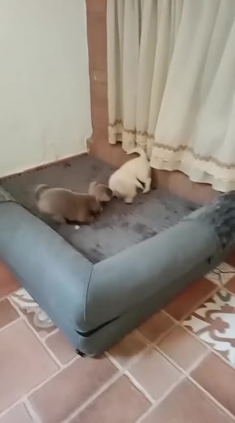 Chihuahua perros en venta: Chihuhua toy  en Madrid - Video 1