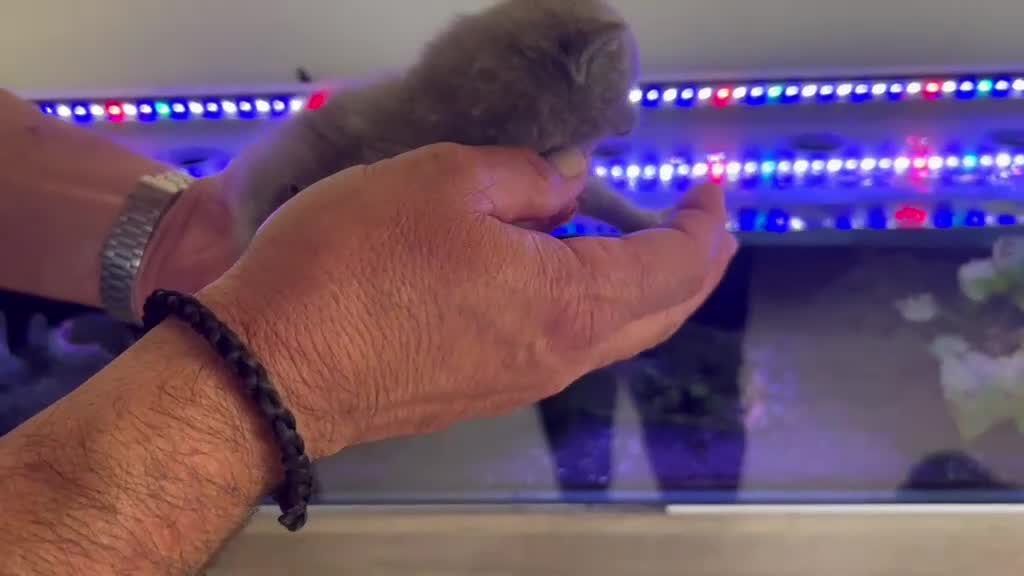Británico de Pelo Corto Azul gatos en venta: BRITISH SHORTHAIR - Video 1