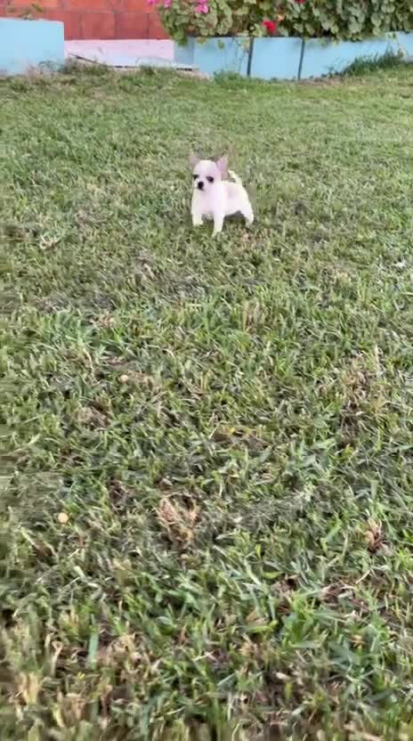 Chihuahua perros en venta: Chihuahuas hembras - Video 5