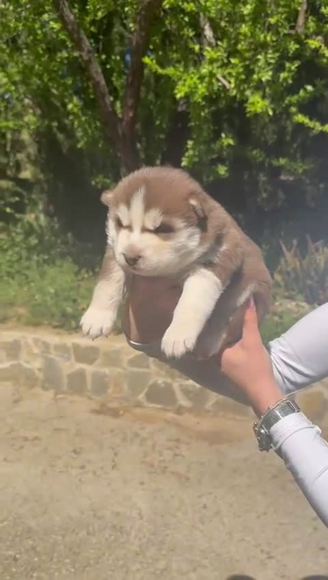 Husky Siberiano perros en venta: Husky siberiano  - Video 1