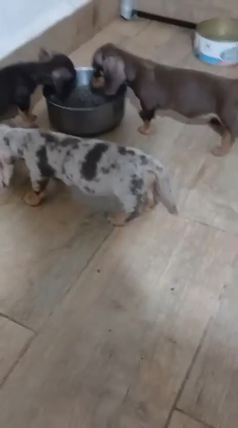 Teckel Miniatura perros en venta: Teckel miniatura merle choco - Video 1
