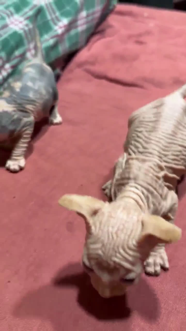 Sphynx gatos en venta: Camada Sphynx enero - Video 3