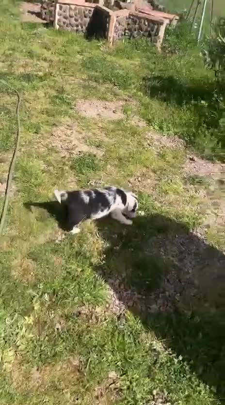 Border Collie perros en venta: Border collie merle - Video 3