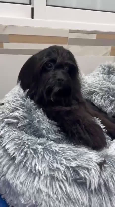 Cavapoo perros en venta: Cavapoo - Video 1