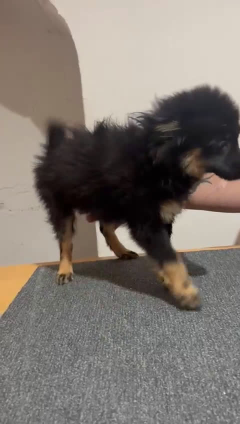 Pomerania perros en venta: Pomerania  - Video 2