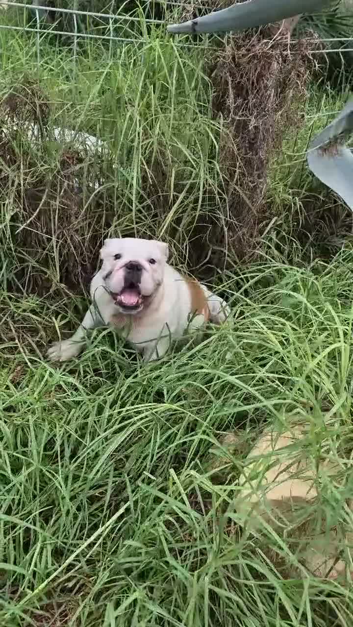 Bulldog Inglés perros en venta: Cachorro bulldog ingles  - Video 1