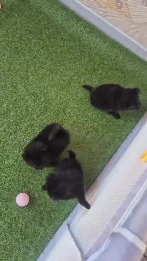 Pomerania perros en venta: Pomerania  - Video 1