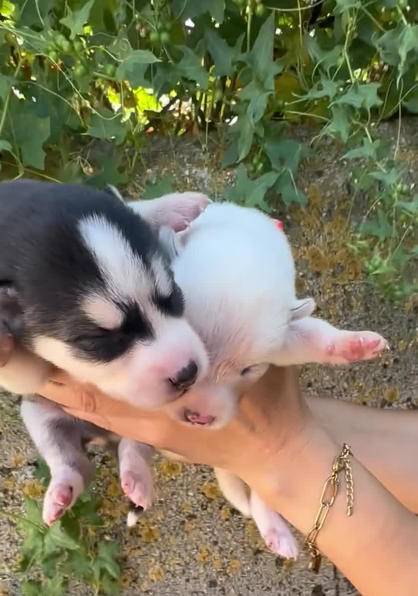 Husky Siberiano perros en venta: Husky Siberiano - Video 1