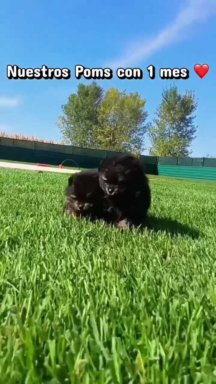 Pomerania perros en venta: Precioso macho Pomerania toy Black and Tan  - Video 1