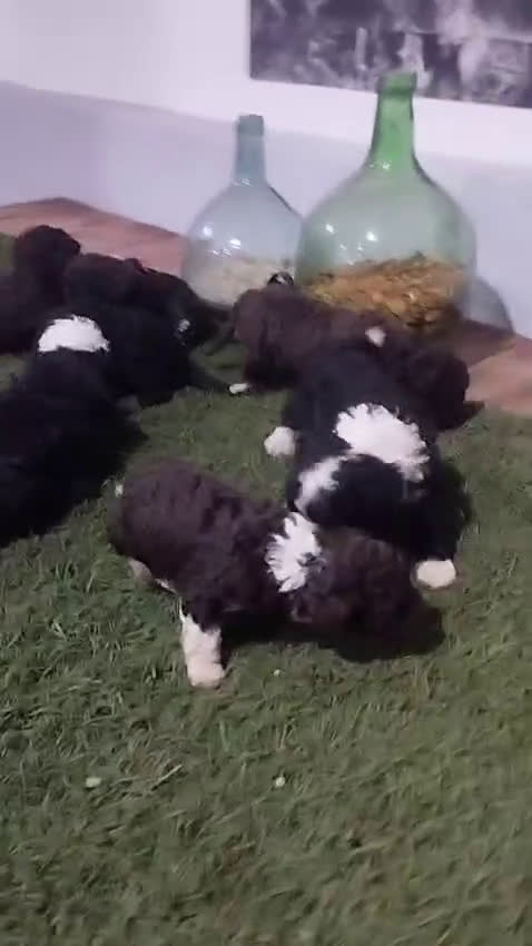 Perro de Agua Español perros en venta: Cachorro PDA chocolate - Video 1