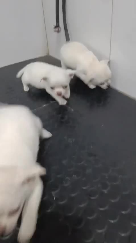 Chihuahua perros en venta: Cachorros Chihuahua 600€ ¡PRECIO REAL! En Valencia - Video 1