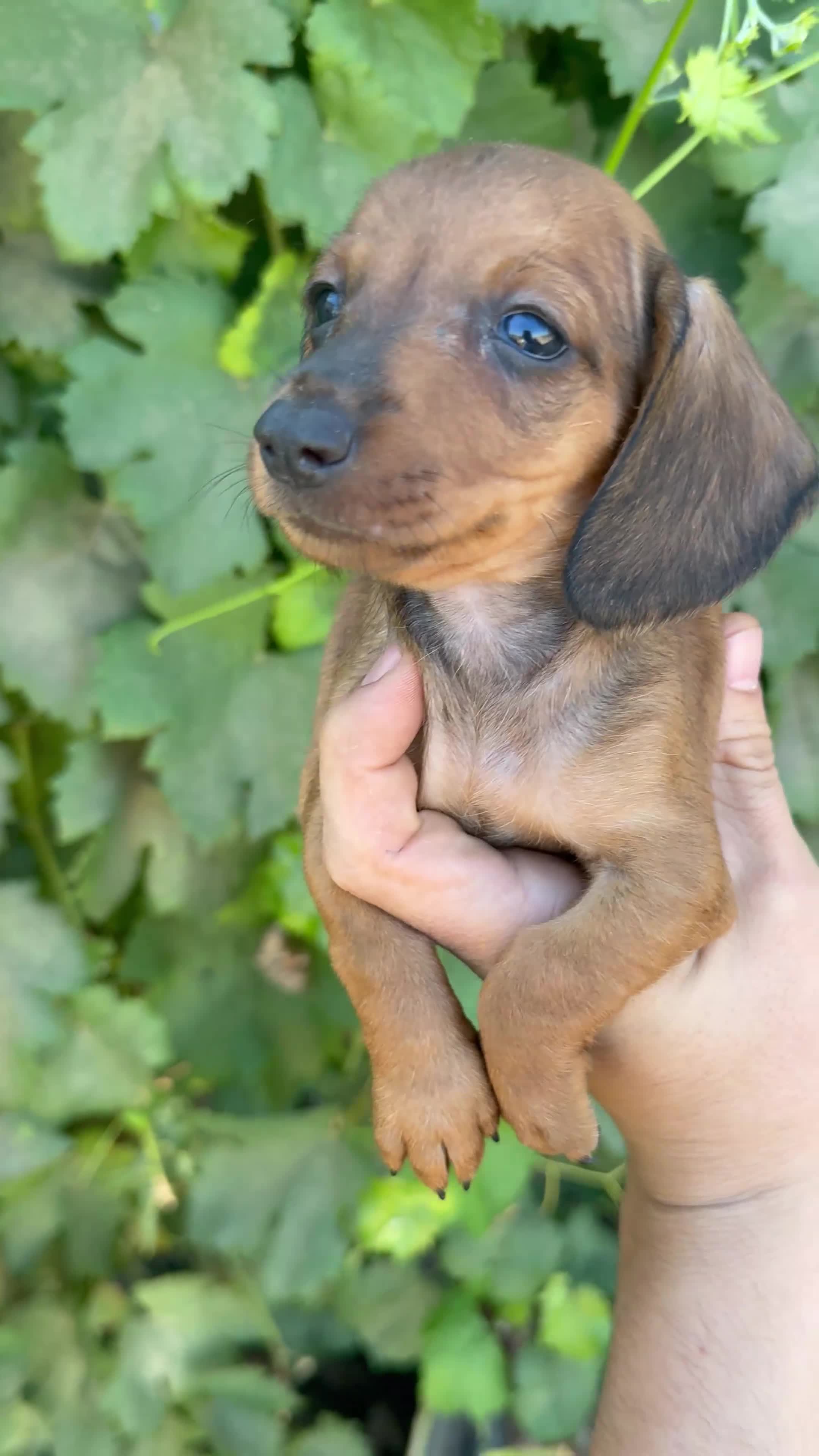 Teckel Miniatura perros en venta: Teckel miniatura - Video 2