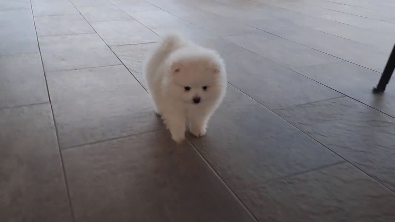 Pomerania perros en venta: Cachorrito de Pomerania  - Video 1