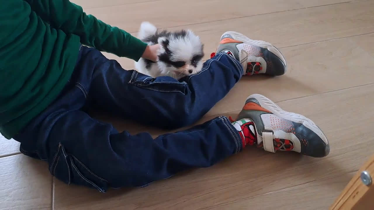 Pomerania perros en venta: Lulu de Pomerania Micro Toy  - Video 4