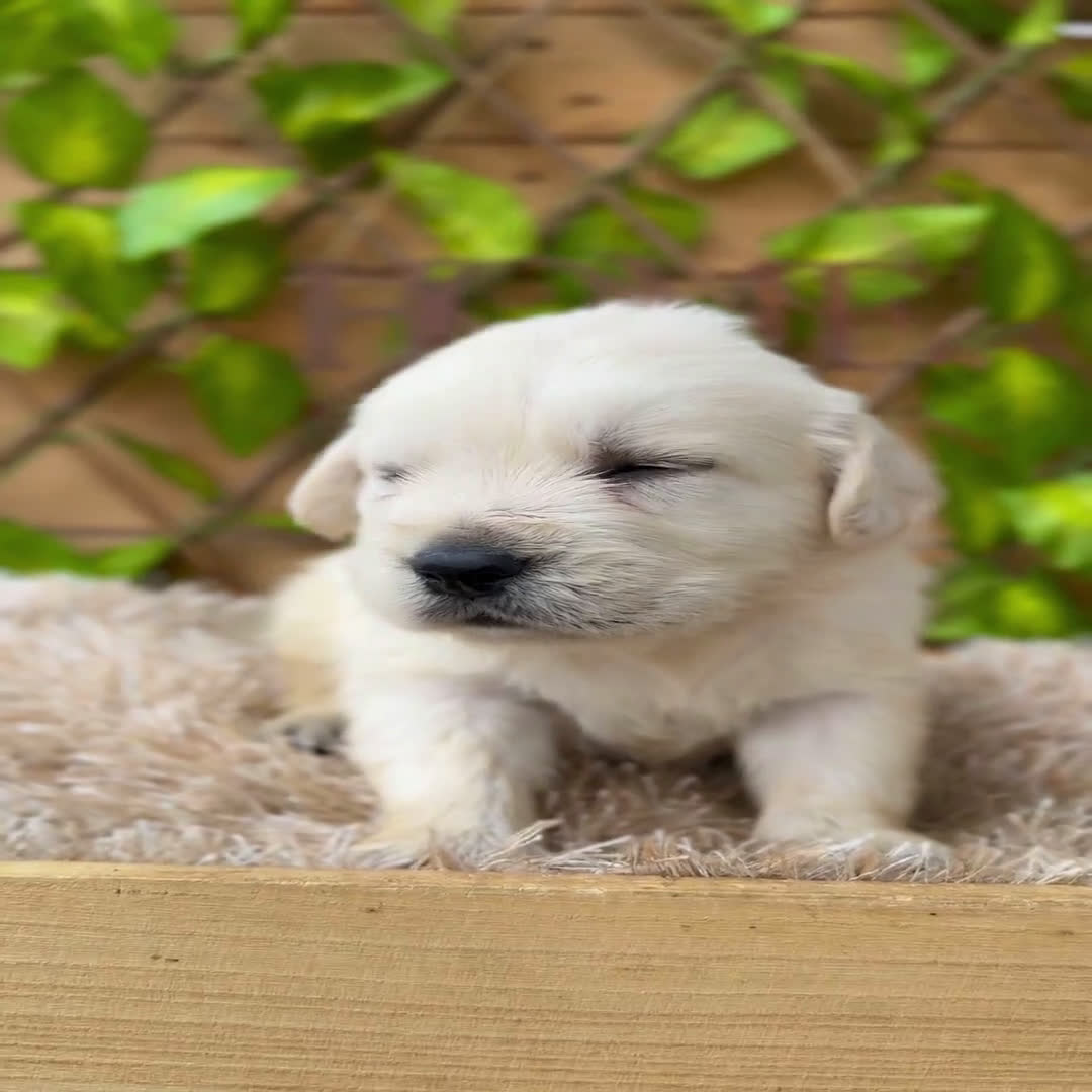 Golden Retriever perros en venta: Camada de Sonia  - Video 4