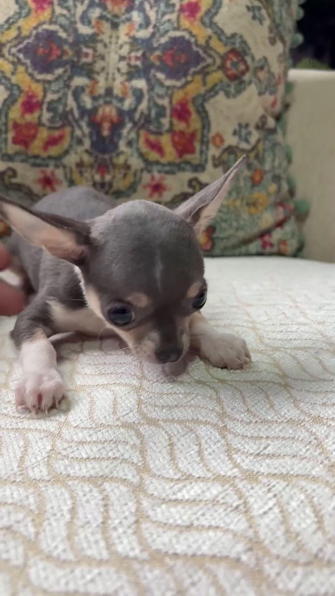 Chihuahua perros en venta: Chihuahua mini Toy hembra blue tri - Video 1