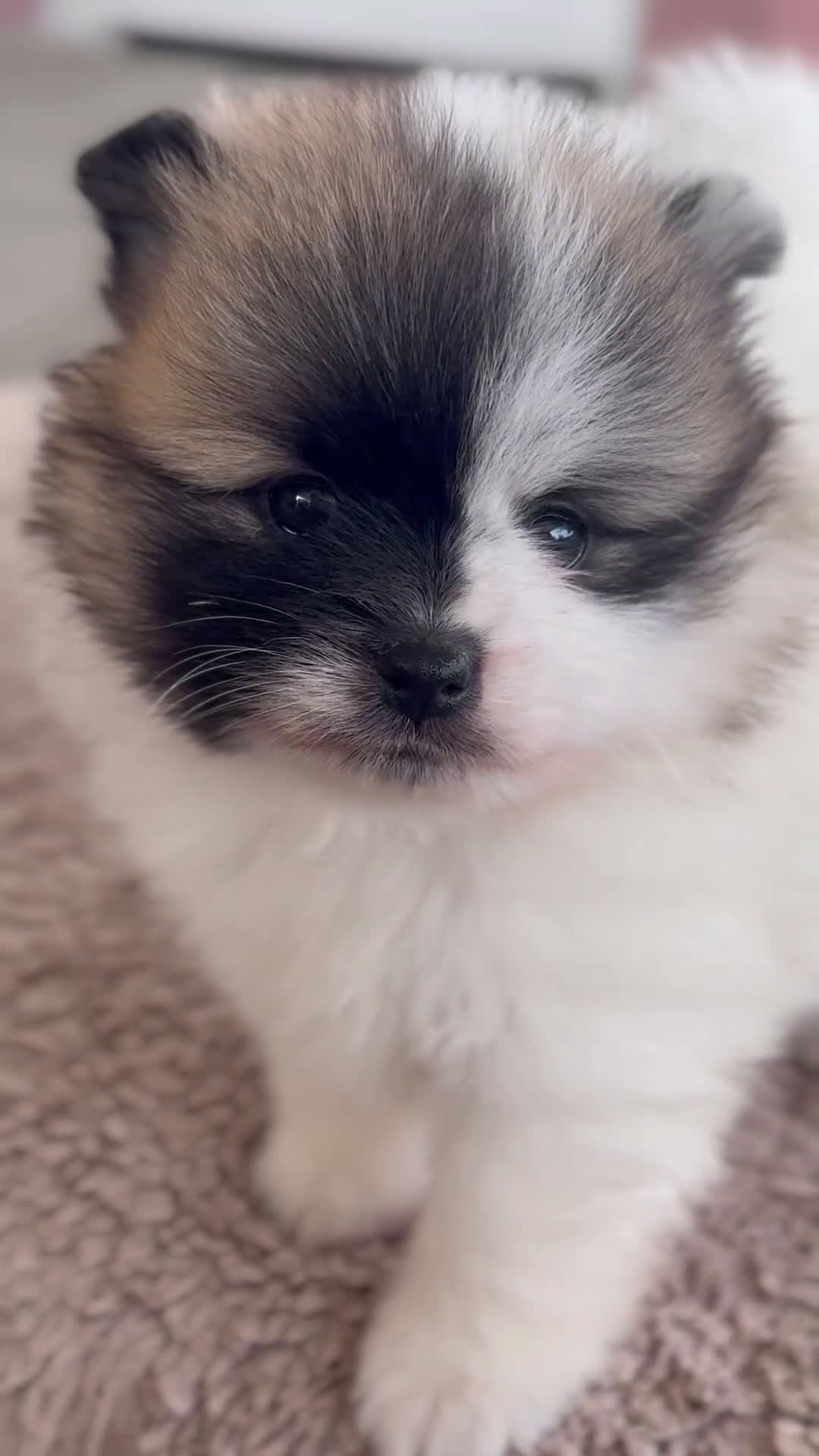 Pomerania perros en venta: 🐾 Roscón, Python y Prodigy – Pomerania únicos 🐾 - Video 1