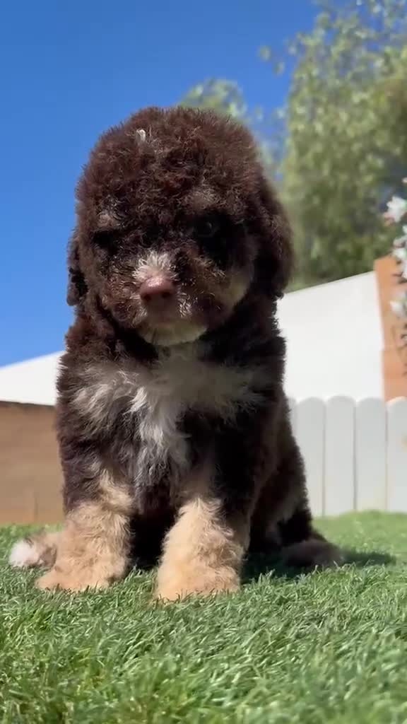 Perro de Agua Español perros en venta: PERRO DE AGUA ESPAÑOL - Video 3