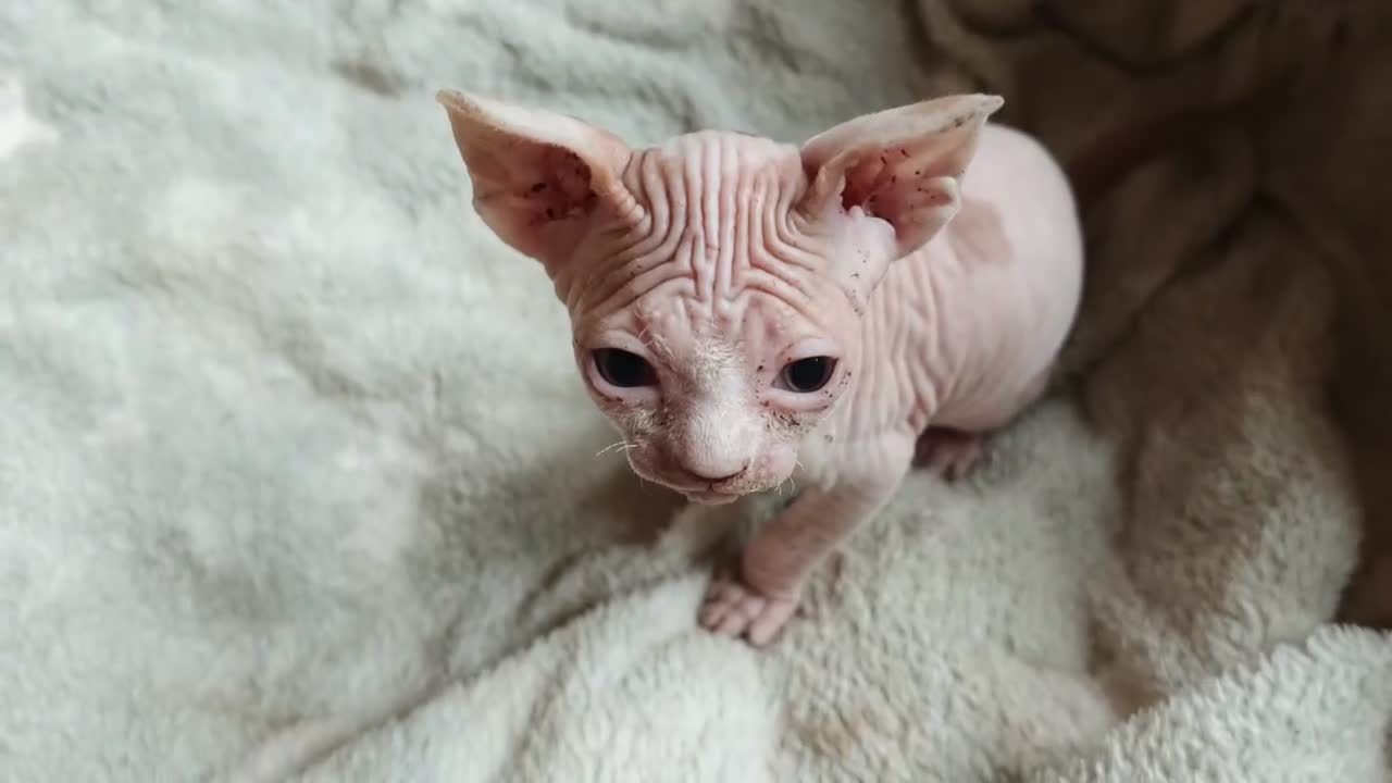 Sphynx gatos en venta: Fabuloso Spynx blanco ocuro - Video 1