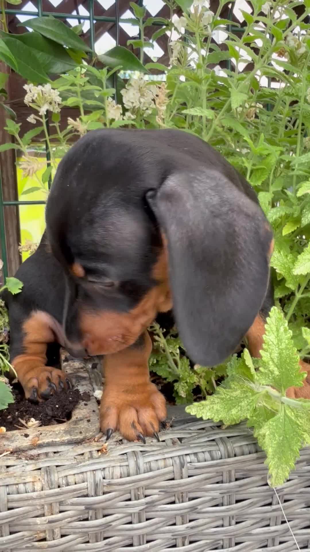 Teckel perros en venta: Teckel miniatura  en Toledo - Video 1