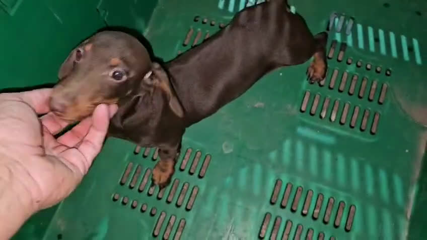 Teckel Miniatura perros en venta: Cachorro Teckel Miniatura Marron - Video 1