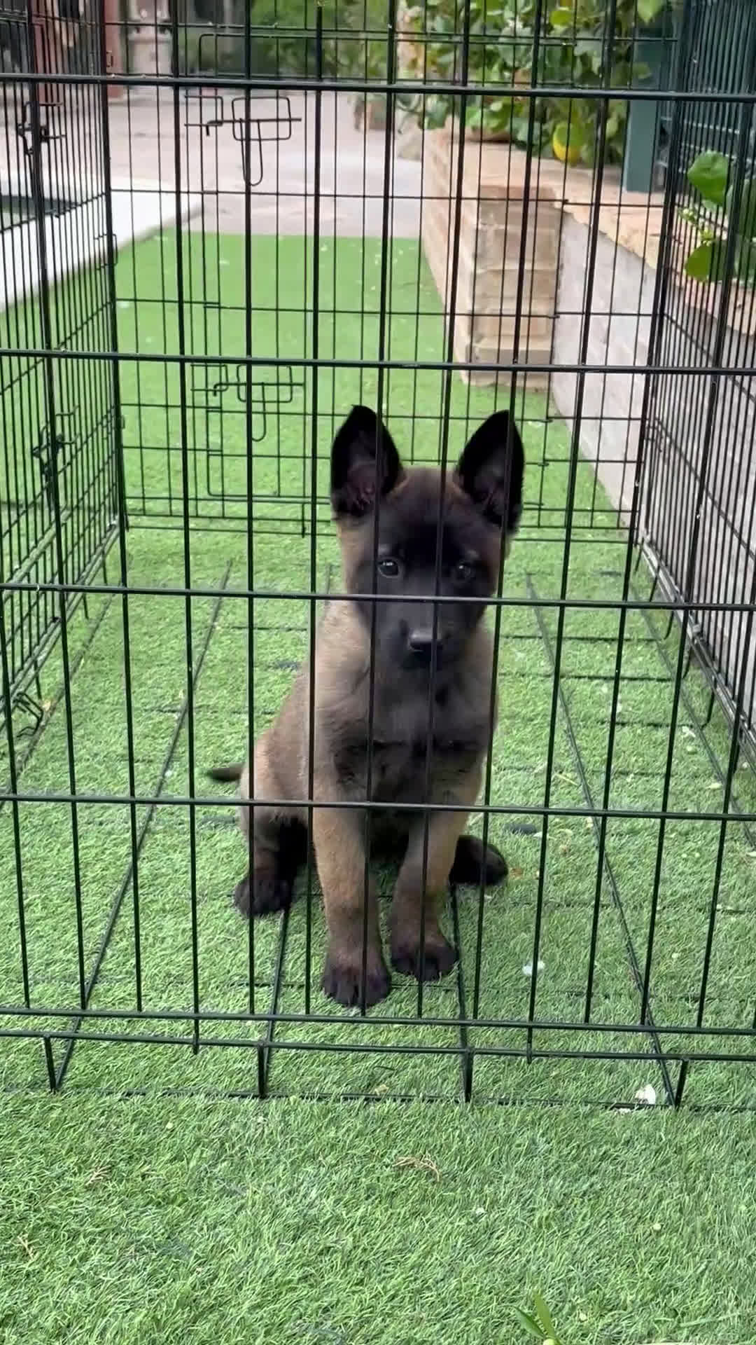 Pastor Belga Malinois perros en venta: Cachorra Malinois  - Video 1