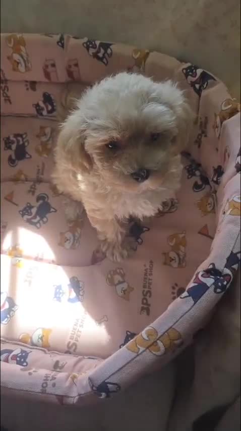 Maltipoo perros en venta: Maltipoo - Video 1