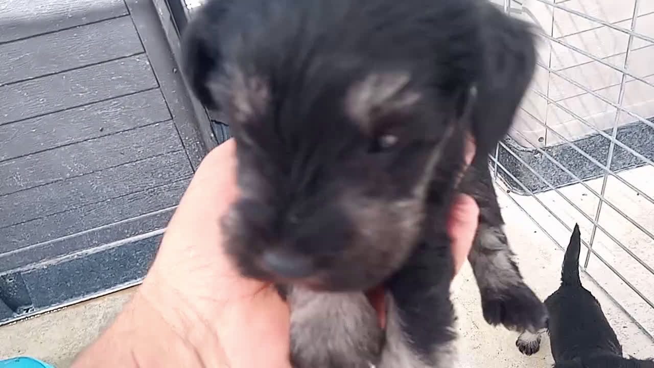 Schnauzer Miniatura perros en venta: Schnauzer negro plata  en Almería - Video 1