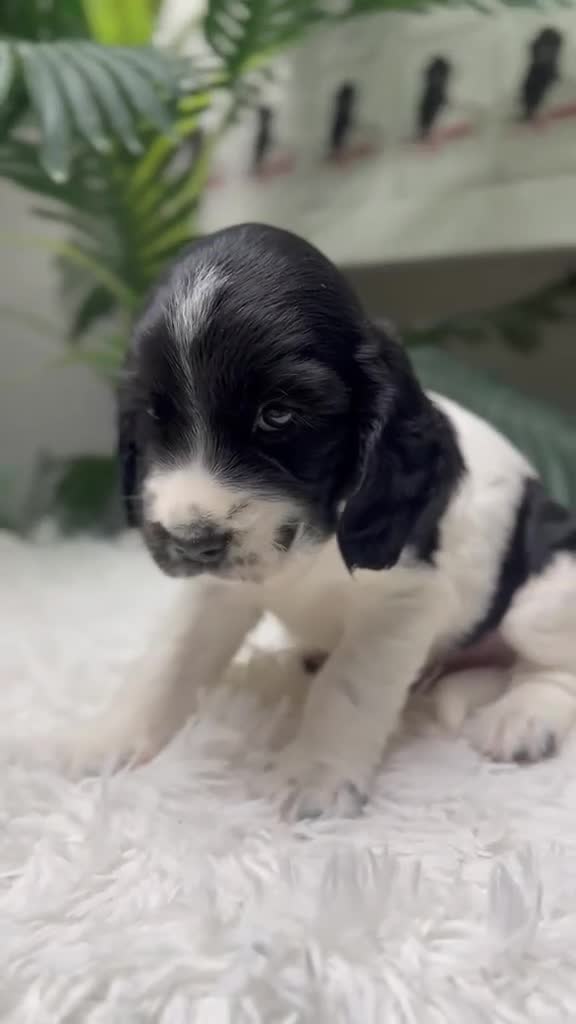 Cocker Spaniel Inglés perros en venta: COCKER 💙 - Video 1