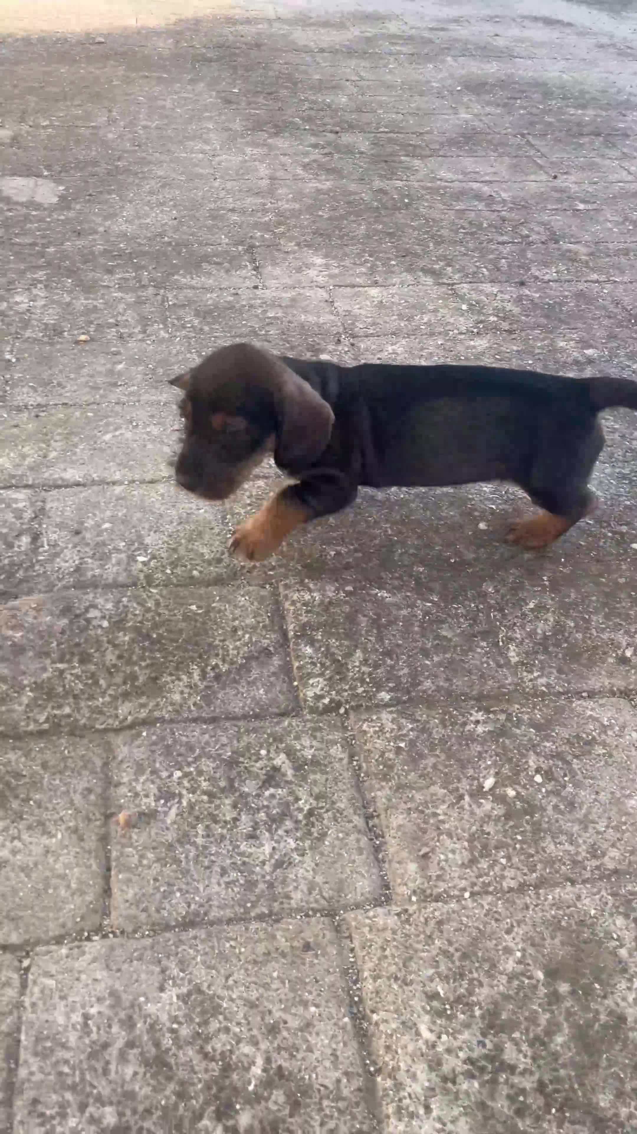 Teckel perros en venta: Teckel - Video 1