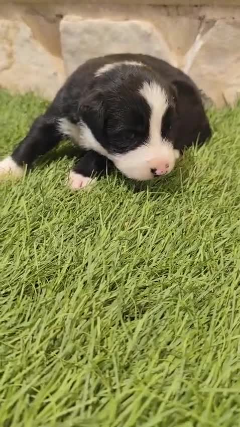 Border Collie perros en venta: Border Collie hembra   - Video 1