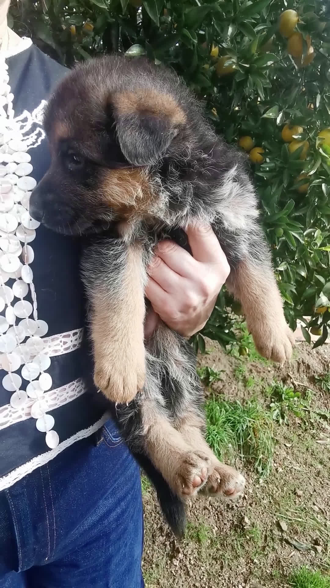 Pastor Alemán perros en venta: CACHORROS PASTOR ALEMÁN  - Video 2