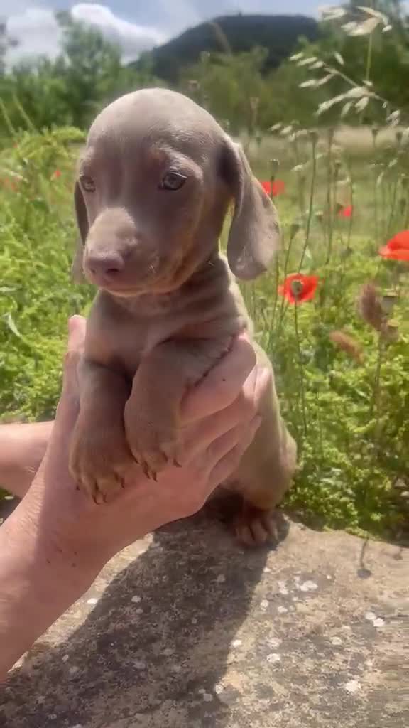 Teckel Miniatura perros en venta: Teckel Miniatura Isabella Macho - Video 2