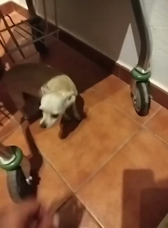 Chihuahua perros en venta: Chihuahua - Video 1