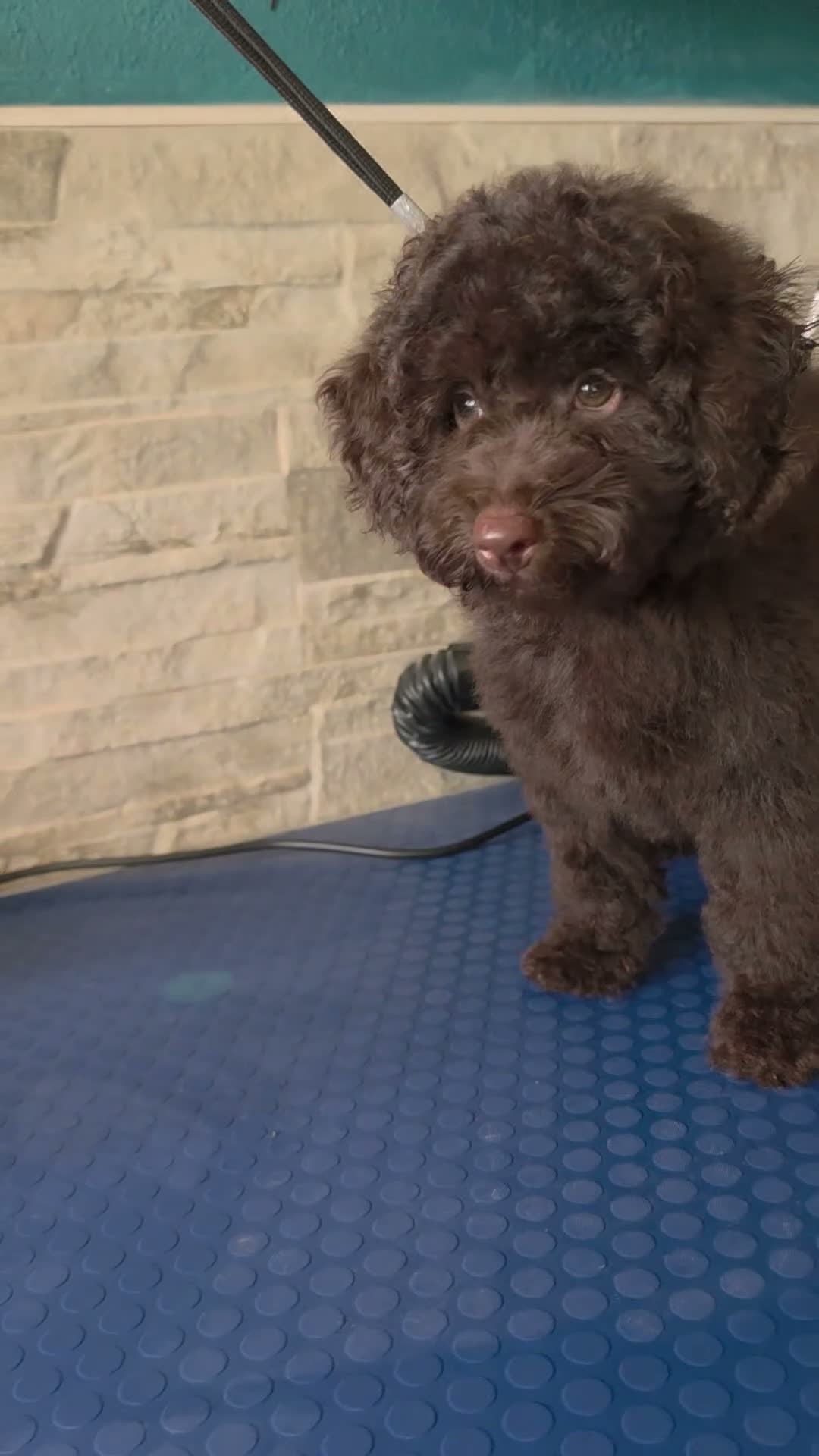 Caniche Toy perros en venta: 🐾 ÚLTIMO CANICHE TOY 🐾 - Video 1