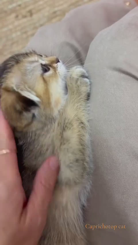Británico de Pelo Corto gatos en venta: Británicos y Scottish Fold gatitos  - Video 2