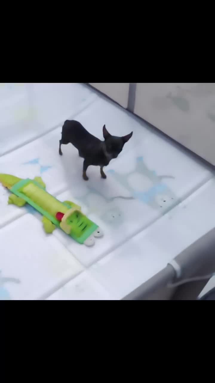 Chihuahua perros en venta: Macho chihuahua 9 meses en Alicante - Video 1